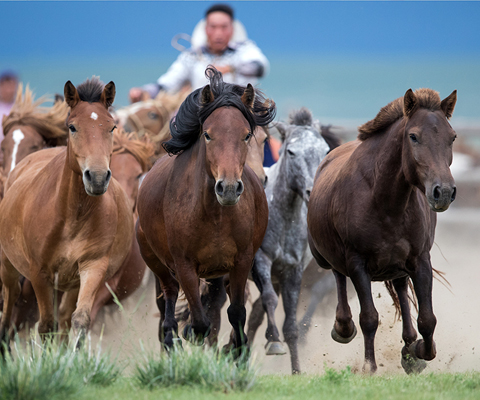 orkhon valley horse festival